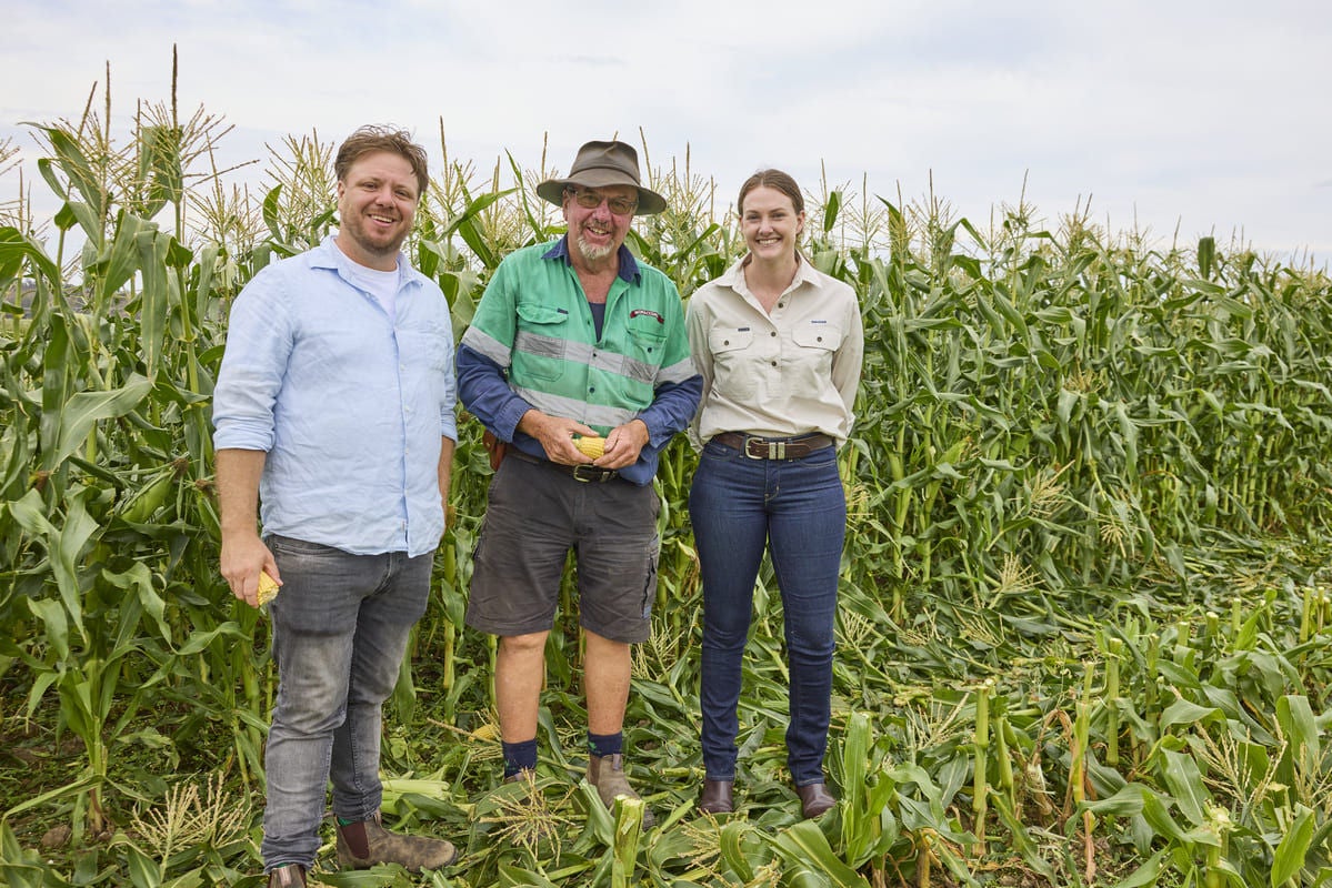 Michael Weldon, Gerald Ingram and Rabobank manager, Dee Commins inspect the current corn crop.