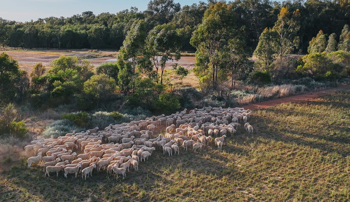 Rams from the air