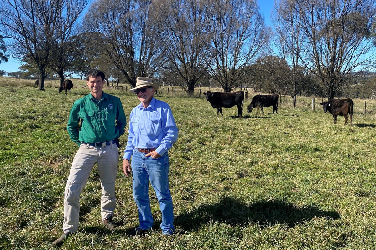 Michael Bavea and his father, John, have transformed the family’s Ben Lomond beef operation.