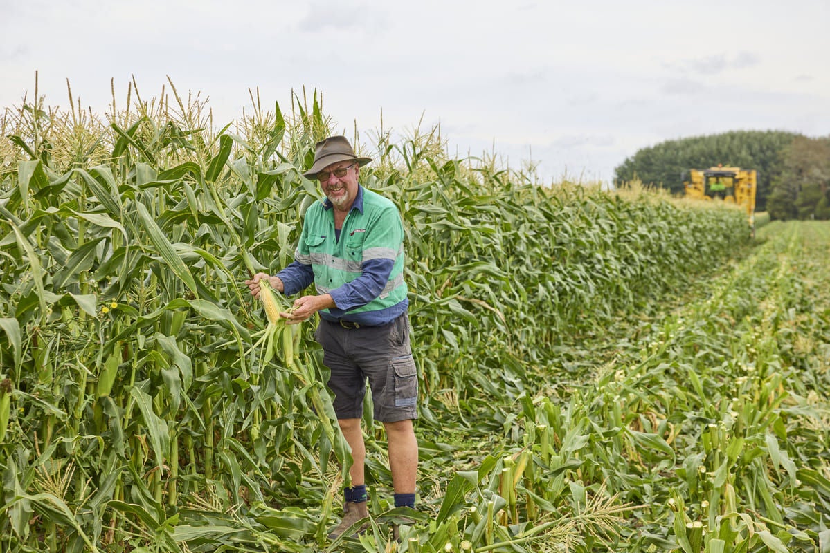 Gerald Ingram in the corn crop.