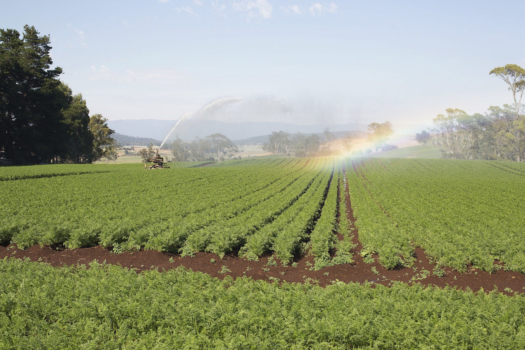 Carrot Crop