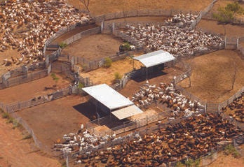 Northern Territory Beef Tour 2023