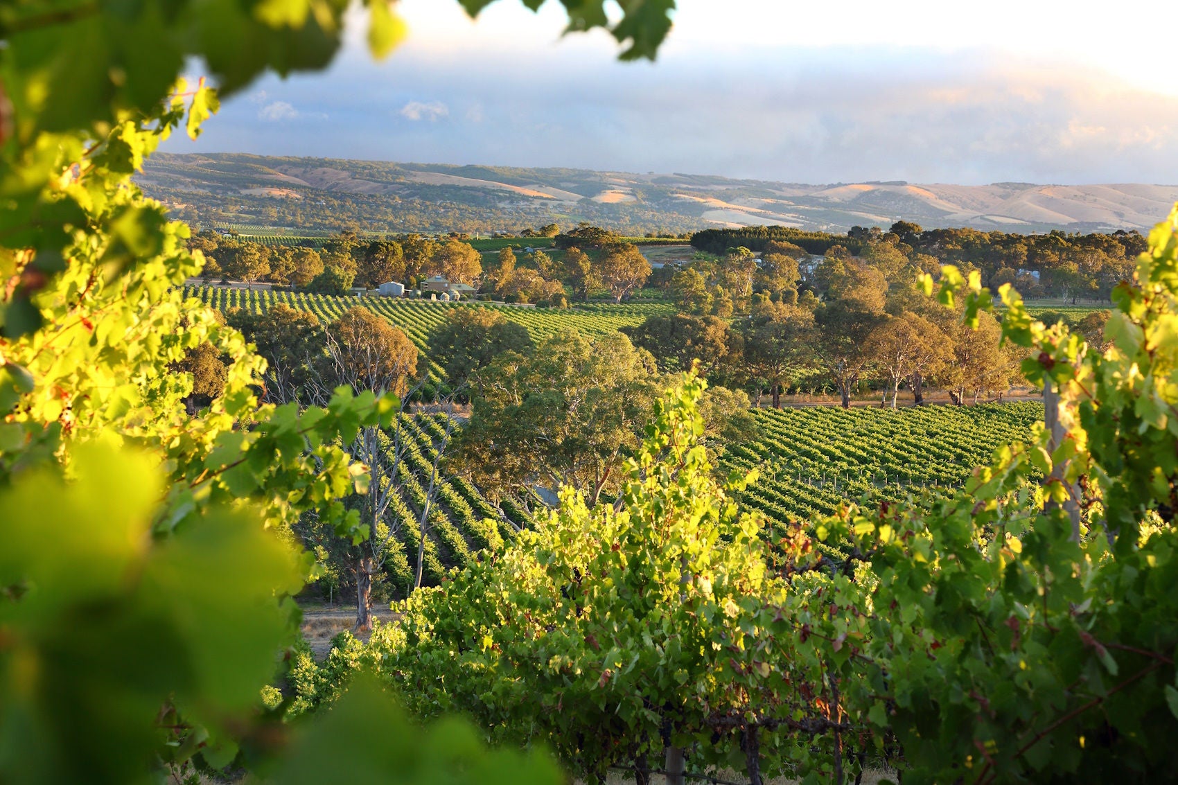 McLaren Vale in South Australia is a wine region beautiful vineyards.