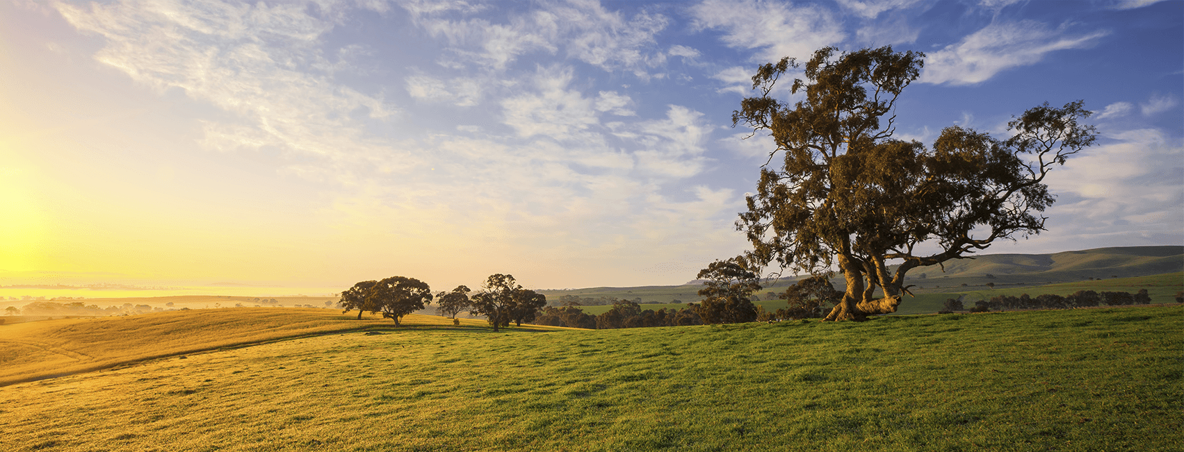 RaboResearch Agribusiness Monthly