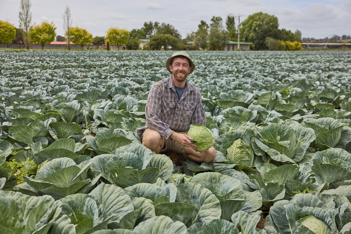 Cameron Ingram with the family’s current cabbage crop.