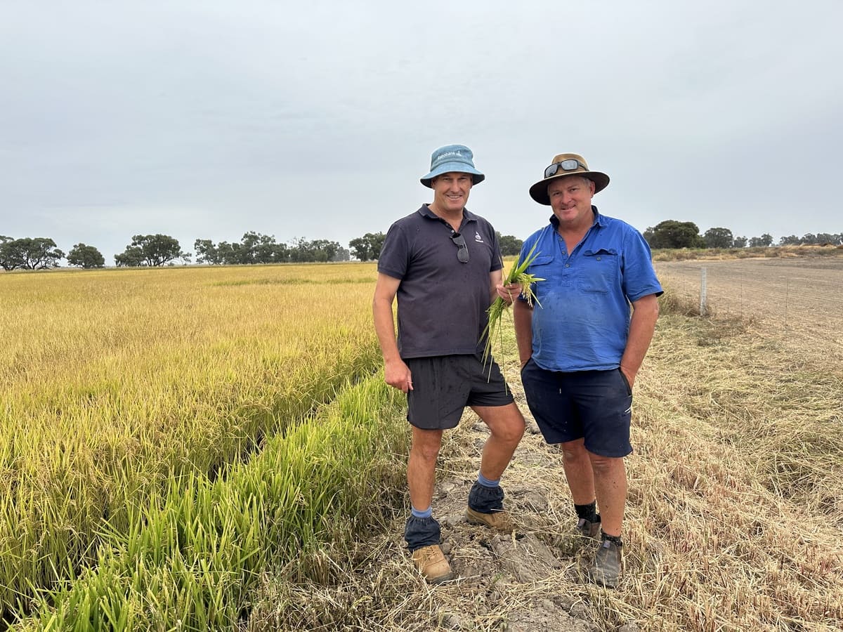 The Hollins family has been at the forefront of rice growing progression for generations