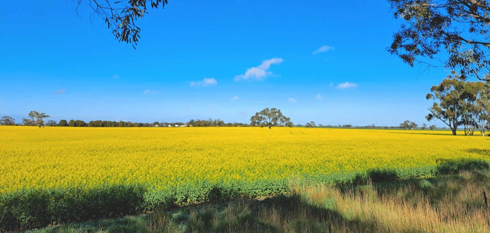 Meet the Albury Team